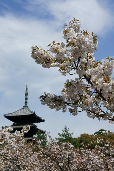 行く春を惜しむ仁和寺の桜。　春の嵐編