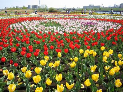 足立農業公園の八重桜とチューリップ