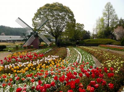 兵庫県立フラワーセンターのチューリップと神河町のミツマタ