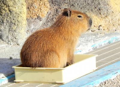 ペンギン村(下関・海響館）のお客さま＊＾＾＊