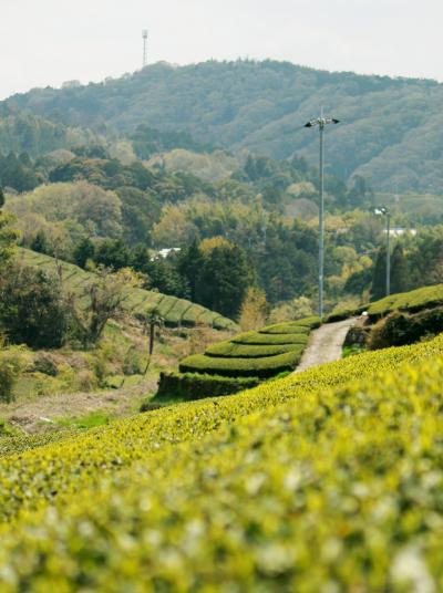 茶畑・和束町と八幡の流れ橋