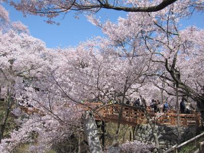 春の訪れ　高遠の桜♪