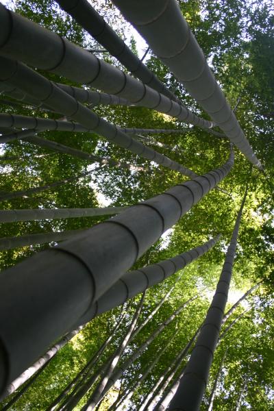 爽春♪鎌倉紀行3部作【竹の寺、報国寺～江ノ島グルメ編】