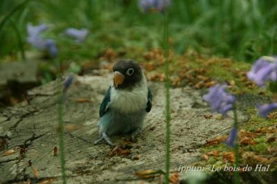 イースター休暇　２０１１　<ブリュッセルとハルの森>/Bruxelles and Bois de Hal, Belgium