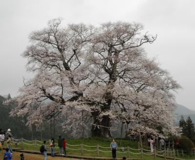 醍醐桜と３度目の逢瀬は曇り空