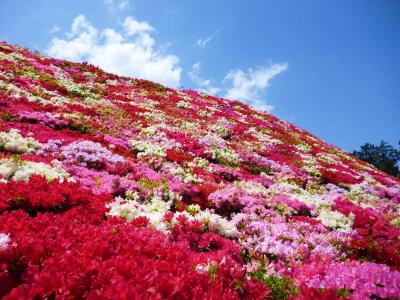 ☆♪絶景かな!! 芝桜とツツジの絨毯☆♪