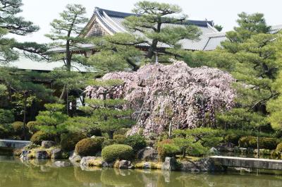 京都の世界遺産と花めぐり2011②平安神宮・知恩院