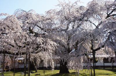 京都の世界遺産と桜めぐり☆醍醐寺・平等院・宇治上神社