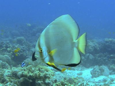 マクタン島ダイビング2011 3日目/4本目