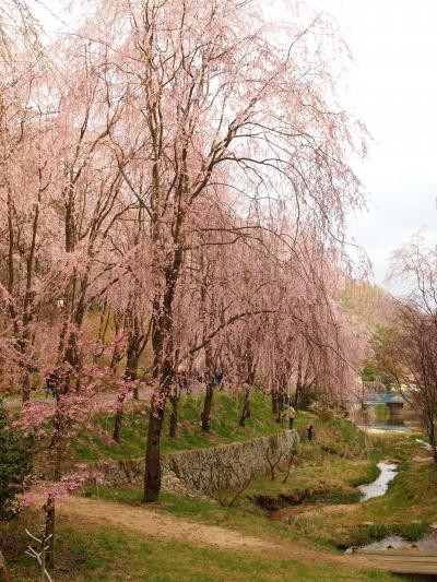 広島・世羅町にお花のシーズン到来！《第一弾》～世羅甲山ふれあいの里・枝垂れ桜～