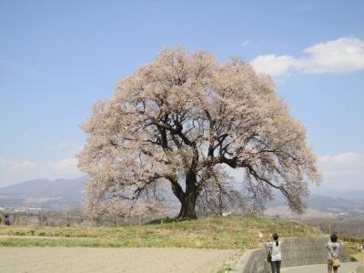 甲州の桜と美術館