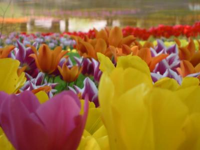 2011年　昭和記念公園のチューリップは4月下旬でも元気いっぱい♪