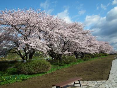 2011年ＧＷみちのく三大桜を求めて東北へ　その１　岩手（北上展勝地・高松の池）
