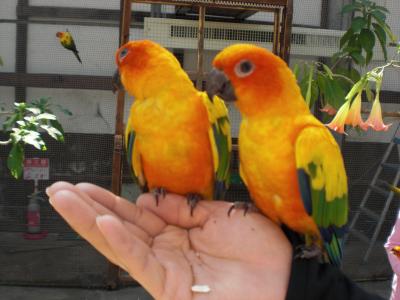 GWに出動！！掛川花鳥園