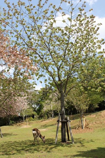 緑の桜！奈良公園