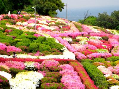 ツツジを求めて 【歌垣公園への旅】