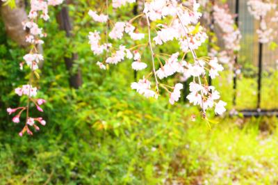 春の義理を果たしに・・・仁和寺御室桜と錦市場で食べまくり♪