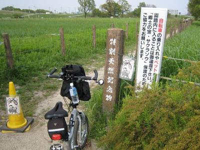田島ヶ原のさくら草自生地、柳瀬川サイクリング