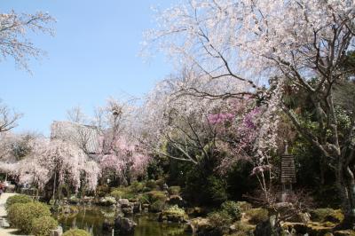 2011年吉野の桜　2/2