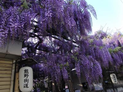 藤の香りに誘われて　～ 信達宿の野田藤 ～