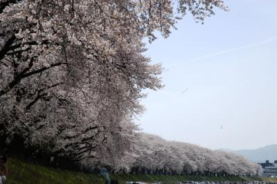 足羽川桜並木