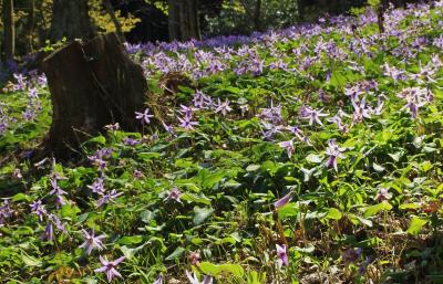 兵庫県・丹波市★山中に群生するカタクリの花