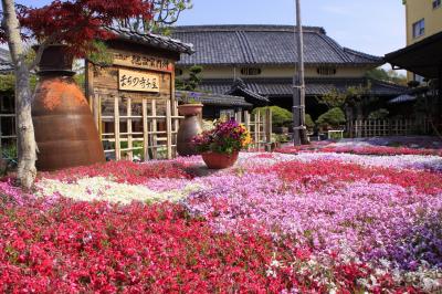 兵庫県・西脇★「日本のへそ」の花は、しばざくら