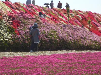 大村市（松本ツツジ園）　芝桜＆ツツジ絶景めぐり