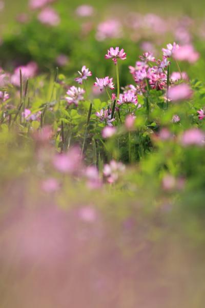 島本 レンゲの里 2011