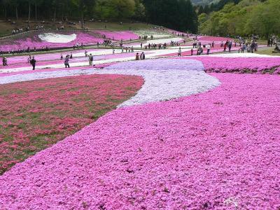 羊山公園の芝桜と秩父神社と