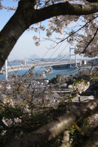 桜と瀬戸大橋