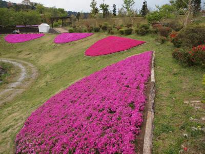 伊豆は大仁瑞泉郷の、お見事な芝桜　２０１１年５月１日