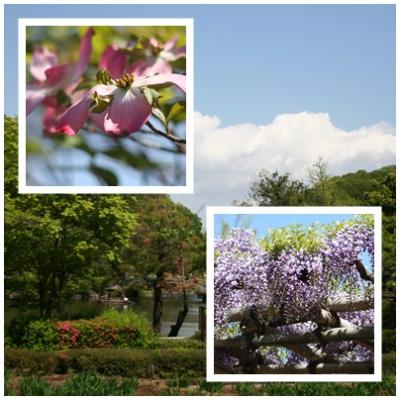 初夏の薬師池公園を歩く ー 美しき花々を求めて