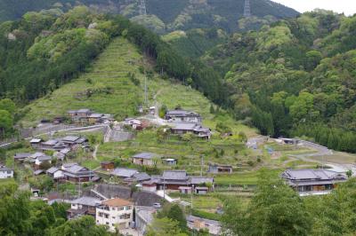 関西で一番遅い桜