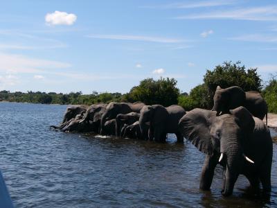 Go on Safari！ ジンバブエ、ボツワナ、南アフリカ旅行記3日目A.M.　ボートサファリ