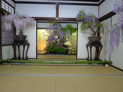 「盆藤展」と藤めぐり！