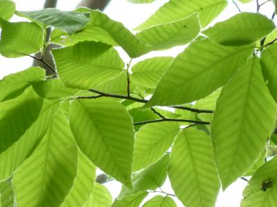 「　新緑の高尾山　ウォーク　」2011