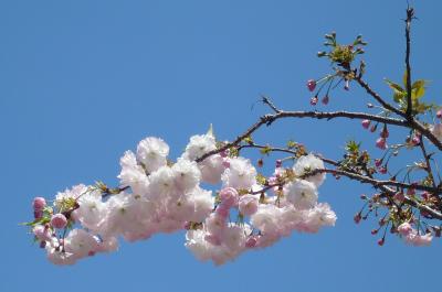 2011年春⑥　大阪造幣局　桜の通り抜け