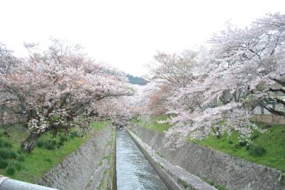 お花見＠滋賀・奈良