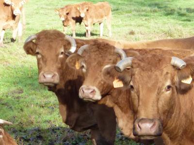 深秋：フランス南/西部　ドライブ No.8 静寂のコンクへ　