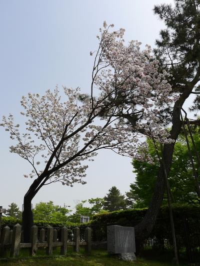 最後に咲く桜！「奈良の八重桜」