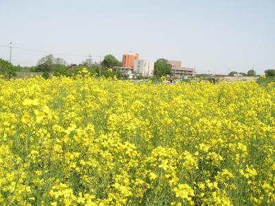 モ～大変♪乳搾り体験　in愛知牧場　