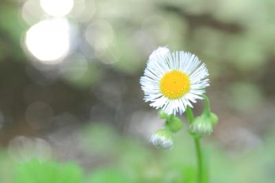 5月の自然教育園　若葉と白い花
