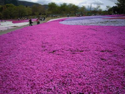 羊山公園に芝桜を見に行こう！　～日帰り秩父の旅～