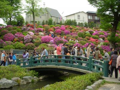 「東京都内つつじの名所」三連発!!　＠根津神社