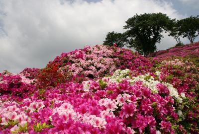 横須賀の　山につつじの　花舞台