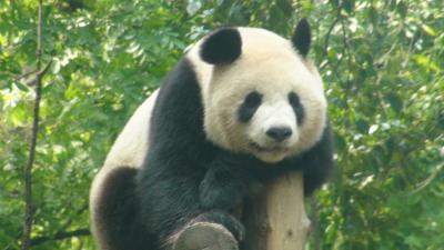 子供と一緒に上海でパンダに会おう＆現地在住知人に会うマイル消化の旅