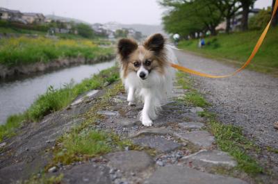 京都（先斗町・川床デビュー） 2011