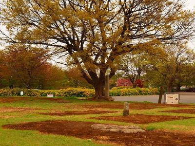 武蔵国分寺跡を尋ねてー３　国分寺遺跡