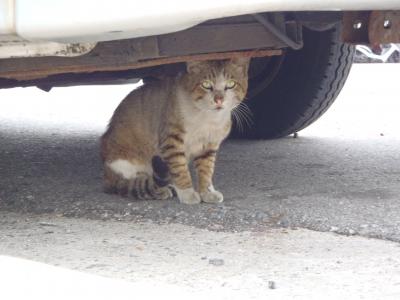 猫と台湾と澎湖諸島(馬公ー吉貝）